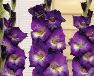 Гладиол Lola Montez 12/14