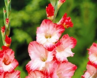 Гладиол Pink Lady
