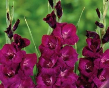 Гладиол Plum Tart 12/14
