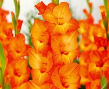 Гладиол Royal Class 12/14