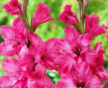 Гладиол Ruffle  Kingston 12/14