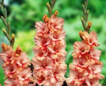 Гладиол Sunny Ruffle 12/14