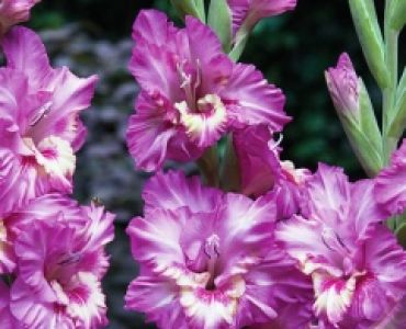 Гладиол Tango Ruffle 12/14