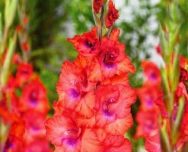 Гладиол Tricolore 12/14