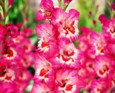 Гладиол Vandohla 12/14