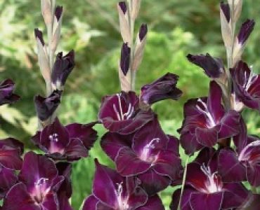 Гладиол Warris 12/14