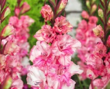 Гладиол Krasnador 12/14