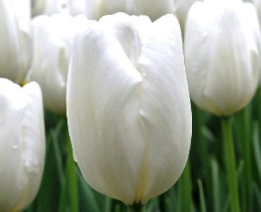 лале Hakuun 11/12