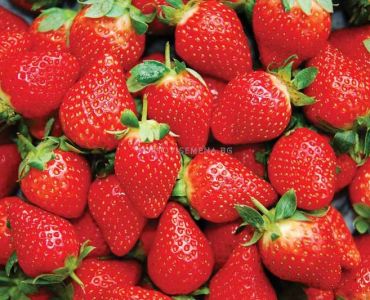 Ягоди Хонеое, размер А /FRAGARIA HONEOYE/