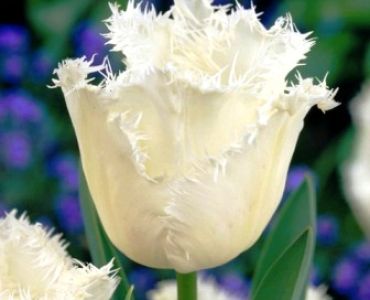 лале Fringed Honeymoon 11/12