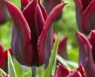 лале Supermacy Lasting Love 11/12