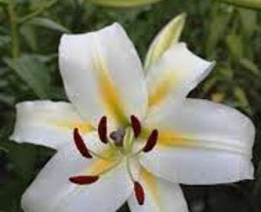 Лилиум Cocossa