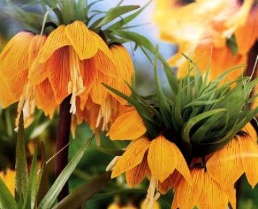 Фритилария Striped Beauty 