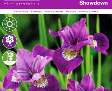 Ирис sibirica Showdown