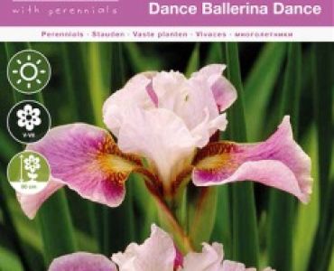 Ирис sibirica Dance Ballerina Dance