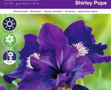 Ирис sibirica Shirley Pope