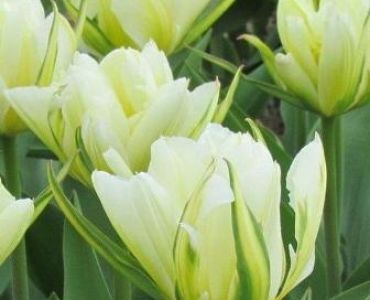 Лале Exotic Purissima