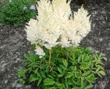 Астилбе бяло