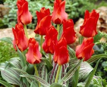 лале Optimism Red Riding Hood 11/12