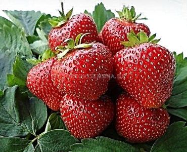 Ягоди Кимбърли, размер А+ /FRAGARIA KIMBERLY/