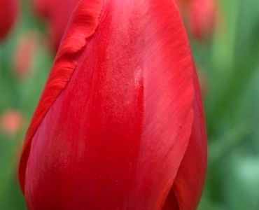 лале Sky High Scarlet 11/12