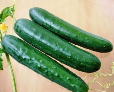 краставици Едона F1