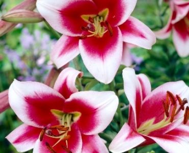 лилиум Oriental Trumpet Friso 12/14