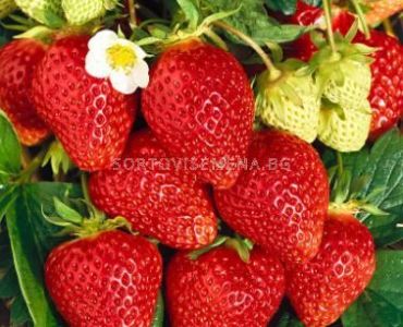 Ягоди Ламбада, размер А /FRAGARIA LAMBADA/