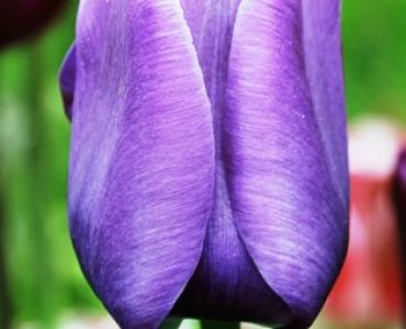 лале Blue Aimable 11/12