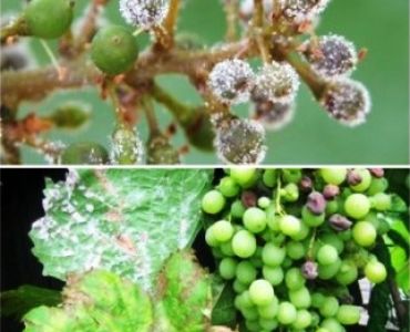 Фитосеф Месаджар