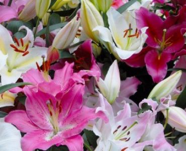 Лилиум Oriental mix