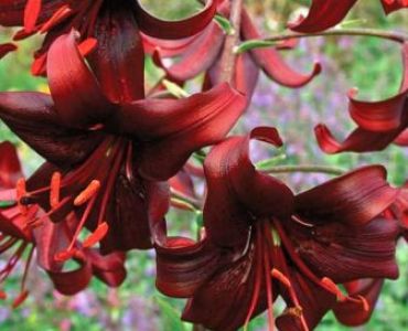 Лилиум Nnight Flyer 14/16 - дългоцъфтящи