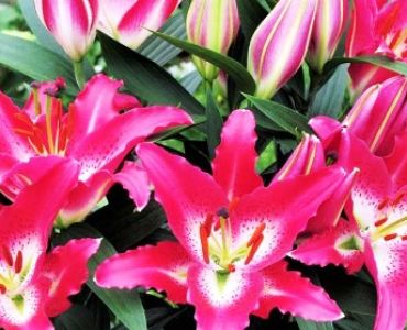 Лилиум Entertainer