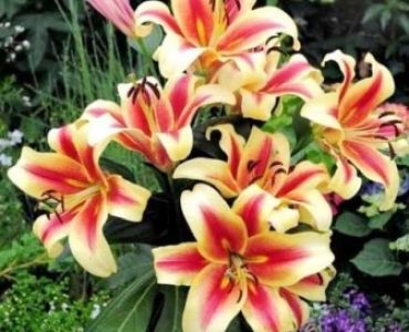 Лилиум Shocking