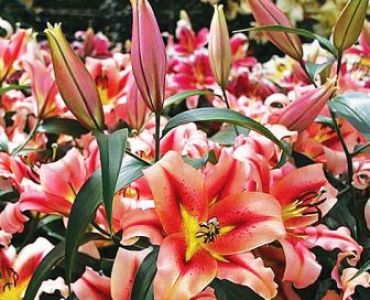 Лилиум Оlympic torch