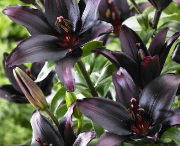 лилиум Asiatic Landini 14/16