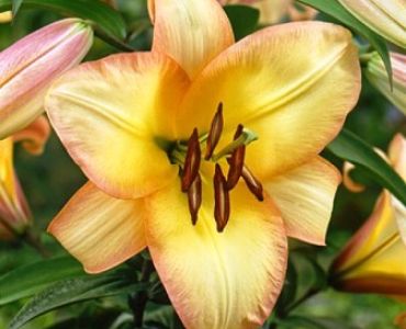 Лилиум Boogie Woogie