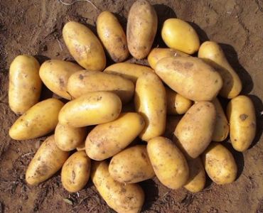 семе картофи Луизиана