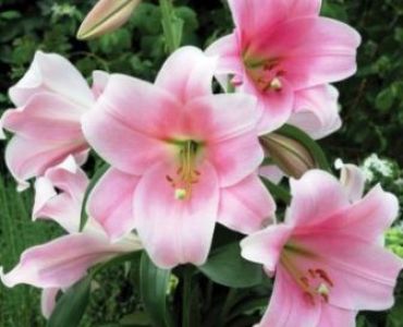 Лилиум тромпет Prince promise 