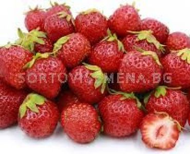 Ягоди Мара де Бу, размер А+ /FRAGARIA MARA DE BOIS/