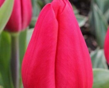 Лале merry christmas 11/50