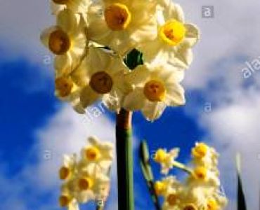 Нарцис Multiflora Yellow/ White