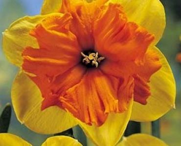 нарцис Mondragon 14/16