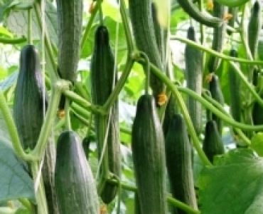 краставици Легендарио F1