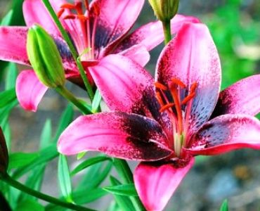 Лилиум Purple eye