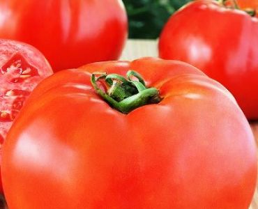 домати Партова F1