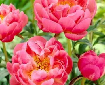 Божур Coral charm (Ароматен)