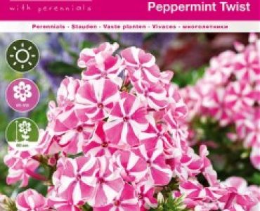 Флокс Peppermint Twist