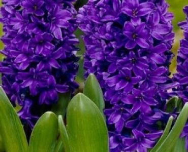 зюмбюл Peter Stuyvesant