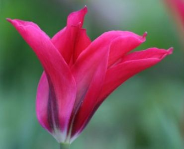 Лале Dolls Minuet 11/12